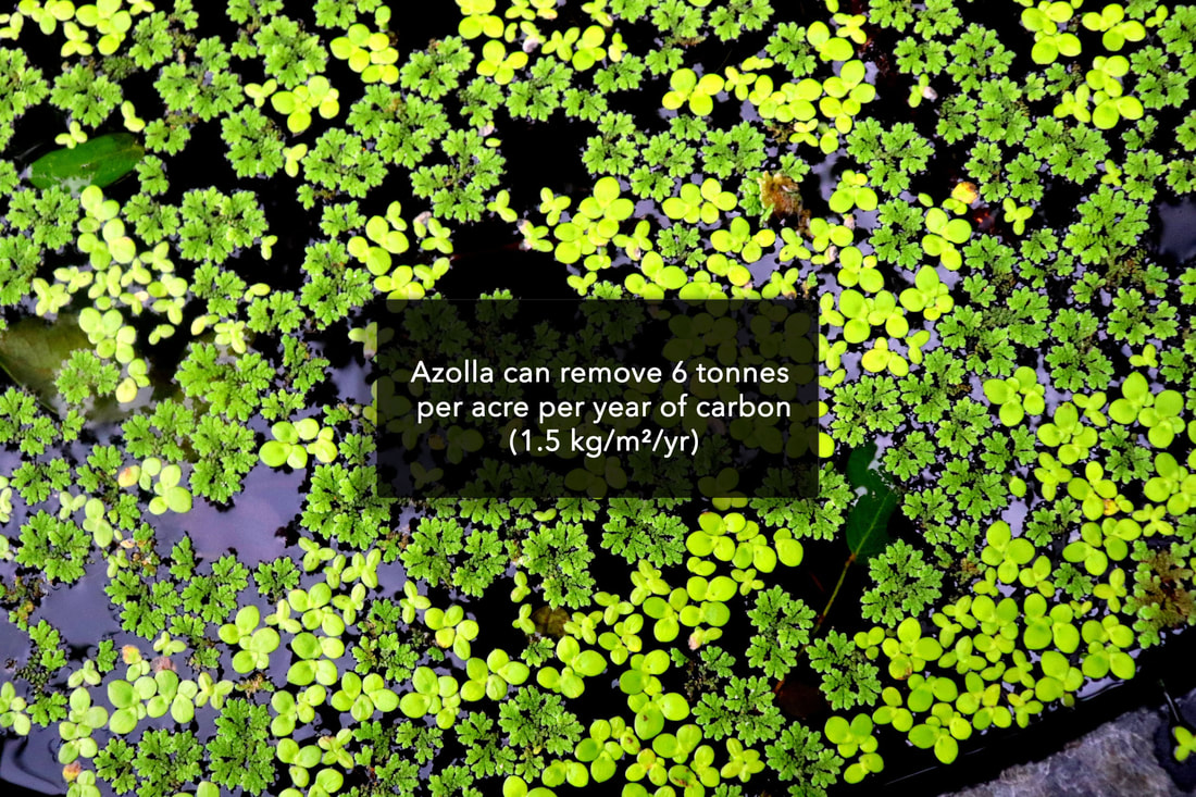 Azolla can remove 6 tonnes per acre per year of carbon (1.5 kg/m²/yr)